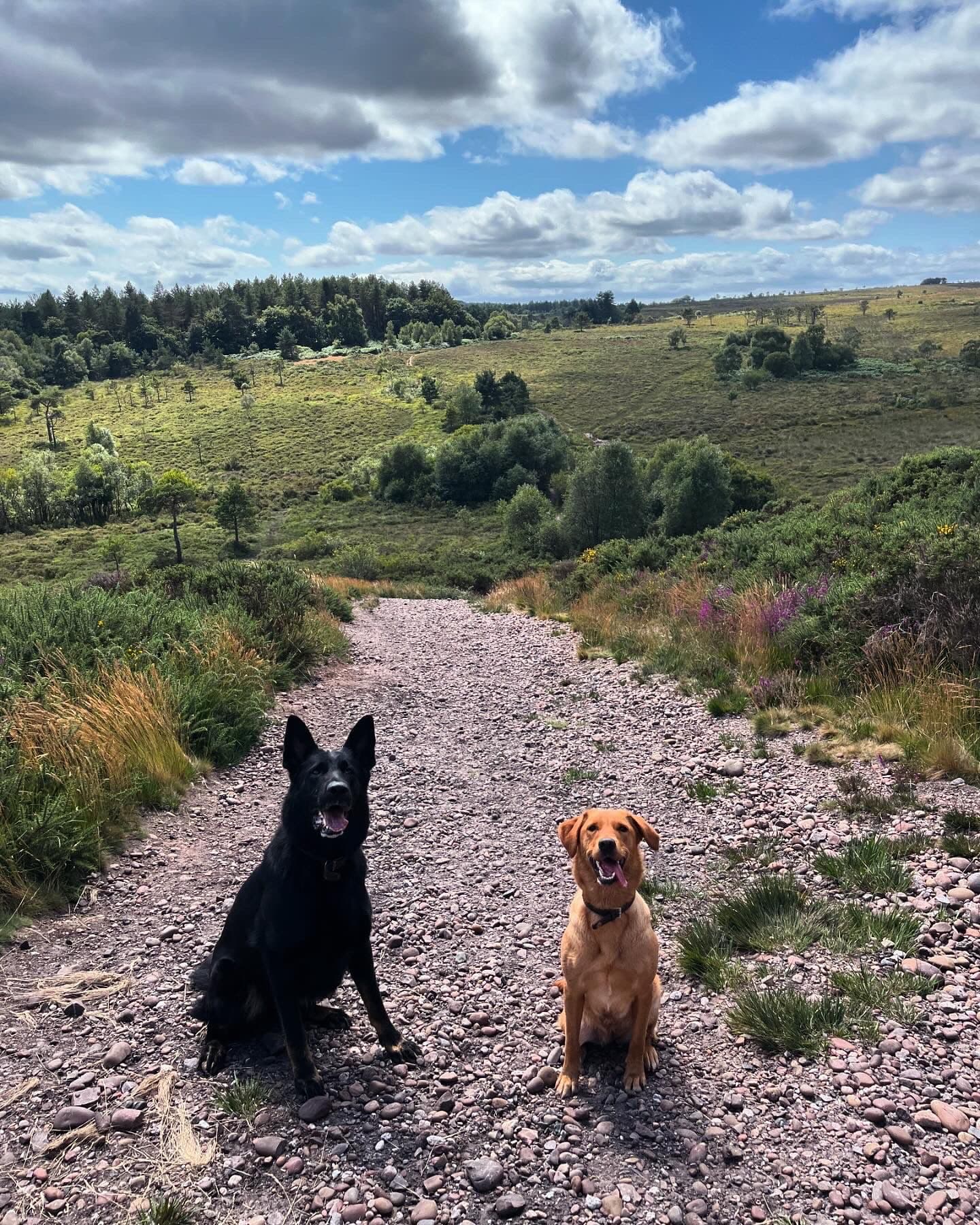Professional dog walking Exeter