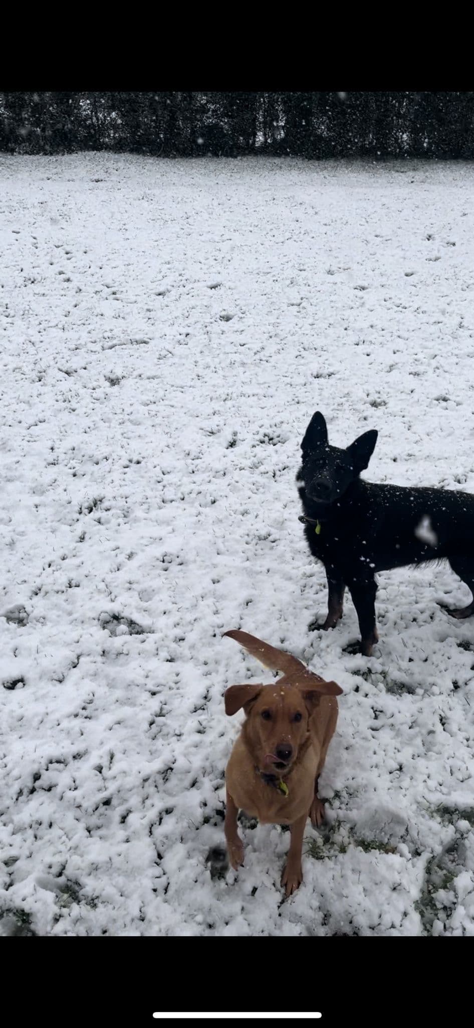 Dog walker with happy dogs in Exeter City Centre near Cathedral Green - Professional pet care services