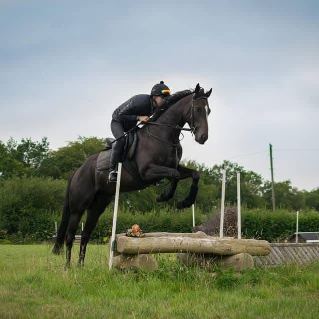 Cross country eventing horse care