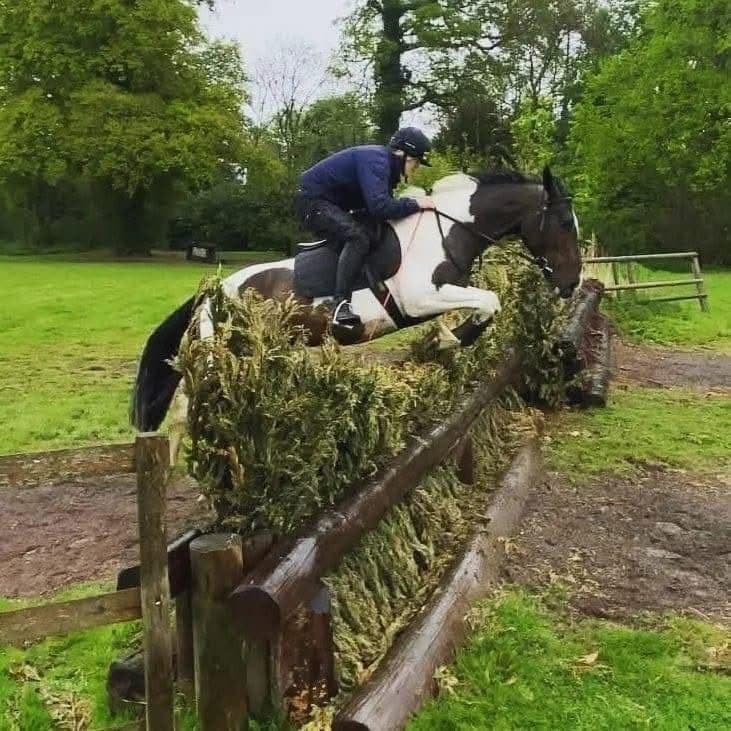 Horse jumping - professional equine exercise