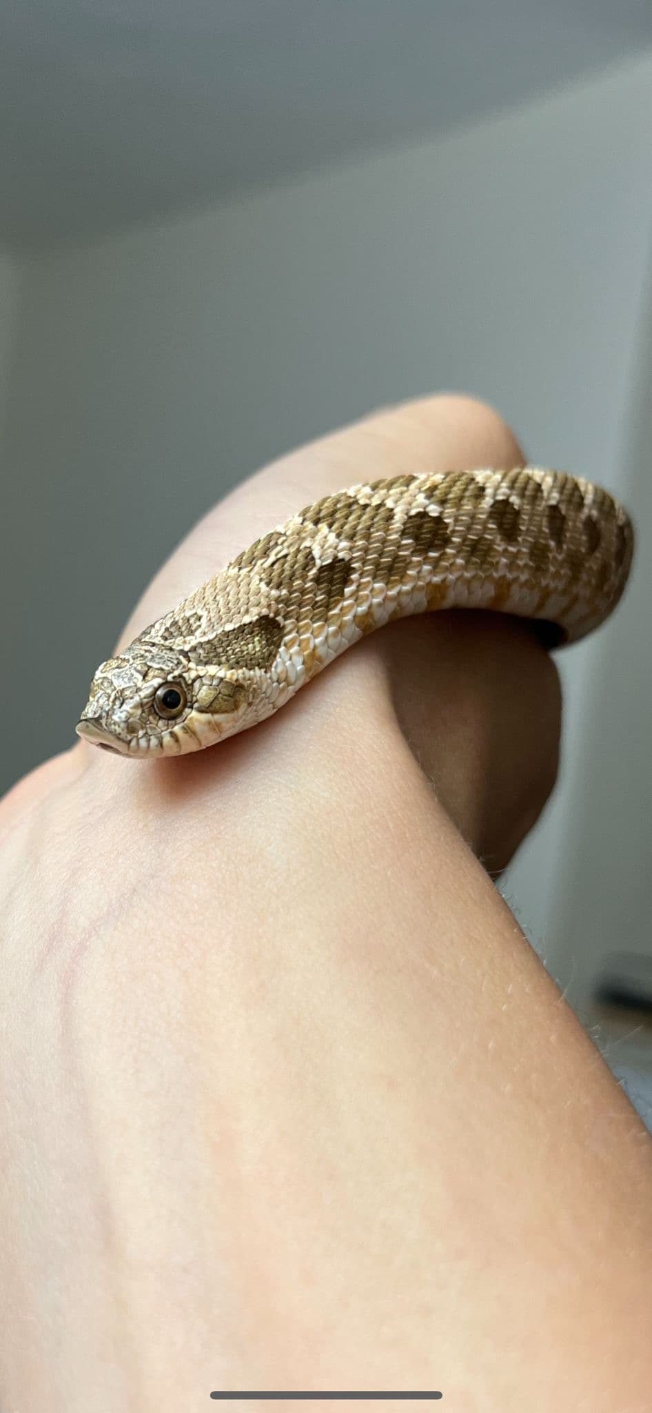 Professional snake handling and care