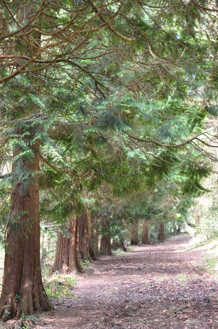 Ashclyst Forest path and track in East Devon