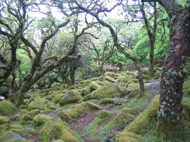 Wistman's Wood ancient oak woodland on Dartmoor