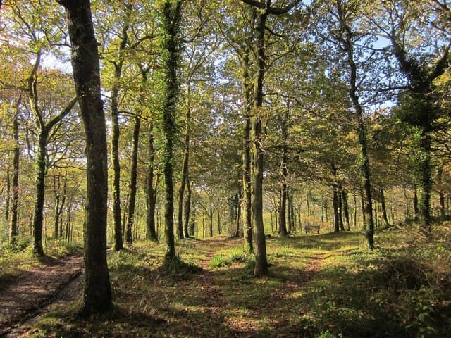 Hembury Woods near Buckfastleigh