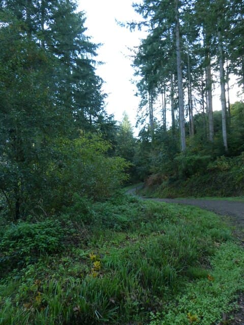 Path through Stoke Woods near Exeter