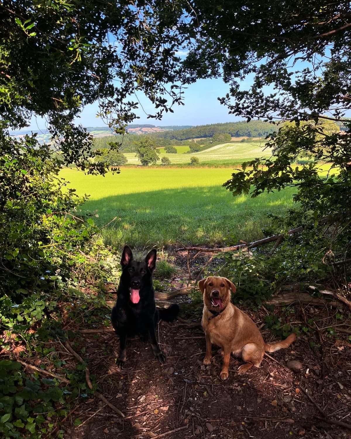Dog Walking in Exeter & Devon - Professional pet care services