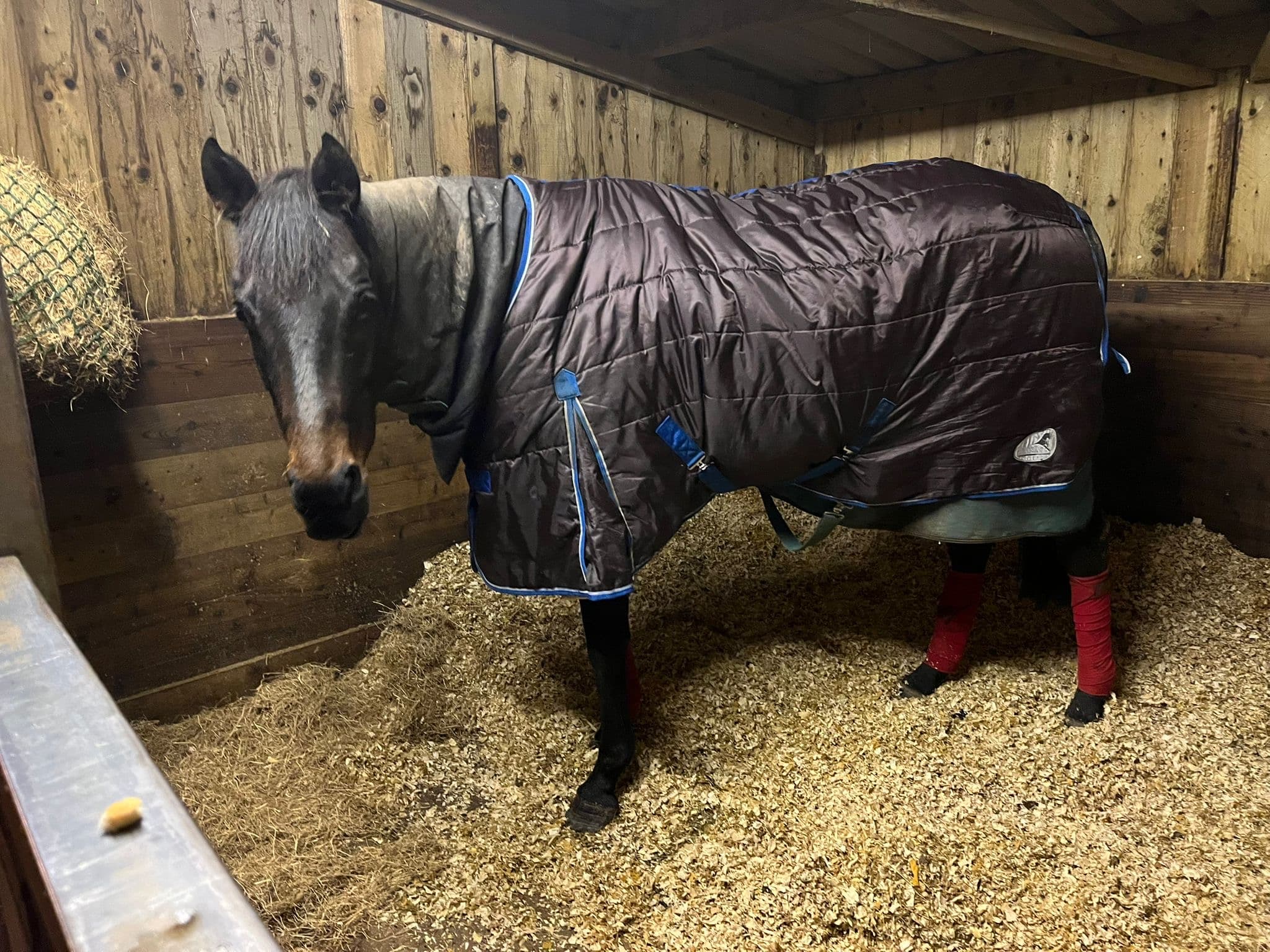 Professional equine daily care and stable management in Exeter, Devon