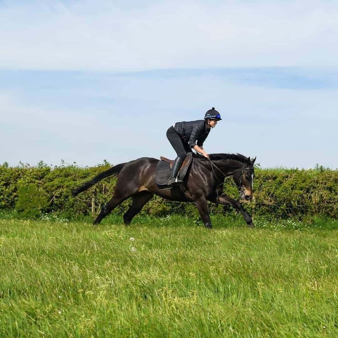 Professional horse exercise services in Exeter, Devon