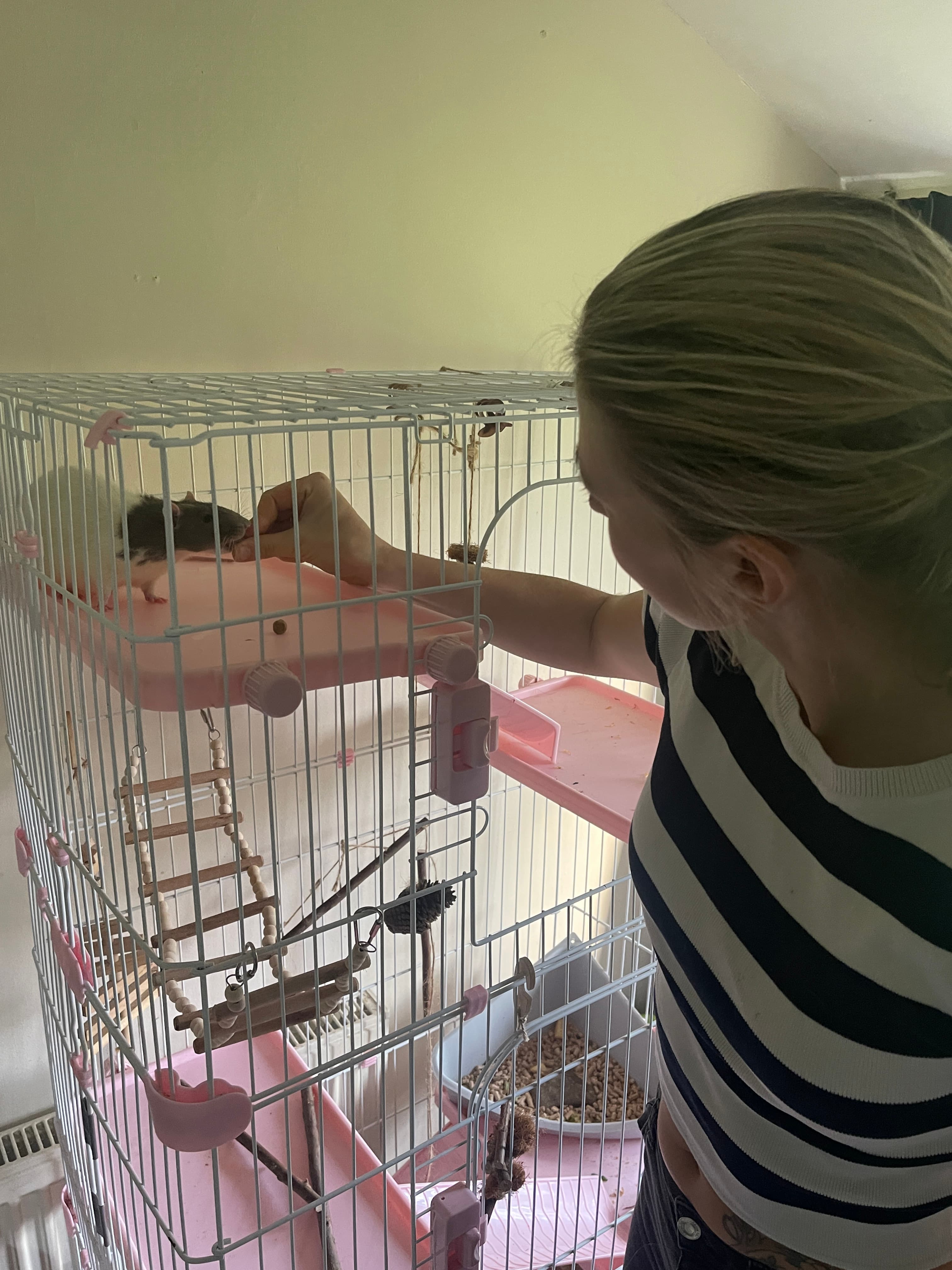 Professional home pet visits in Exeter for cats, small animals and reptiles