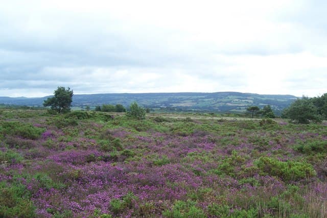 Early morning on Aylesbeare Common heathland
