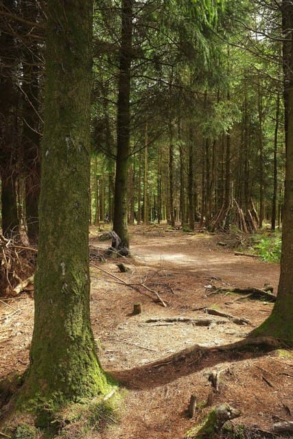 Gruffalo Spotters Trail at Haldon Forest Park