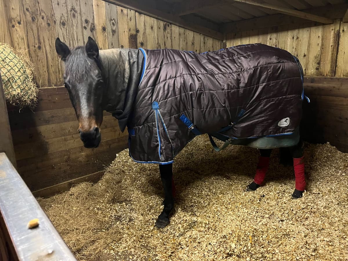 Equine Daily Care in Exeter