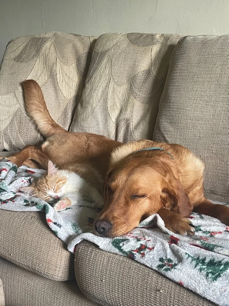 Rin & Mako - Sam & Evie's pet