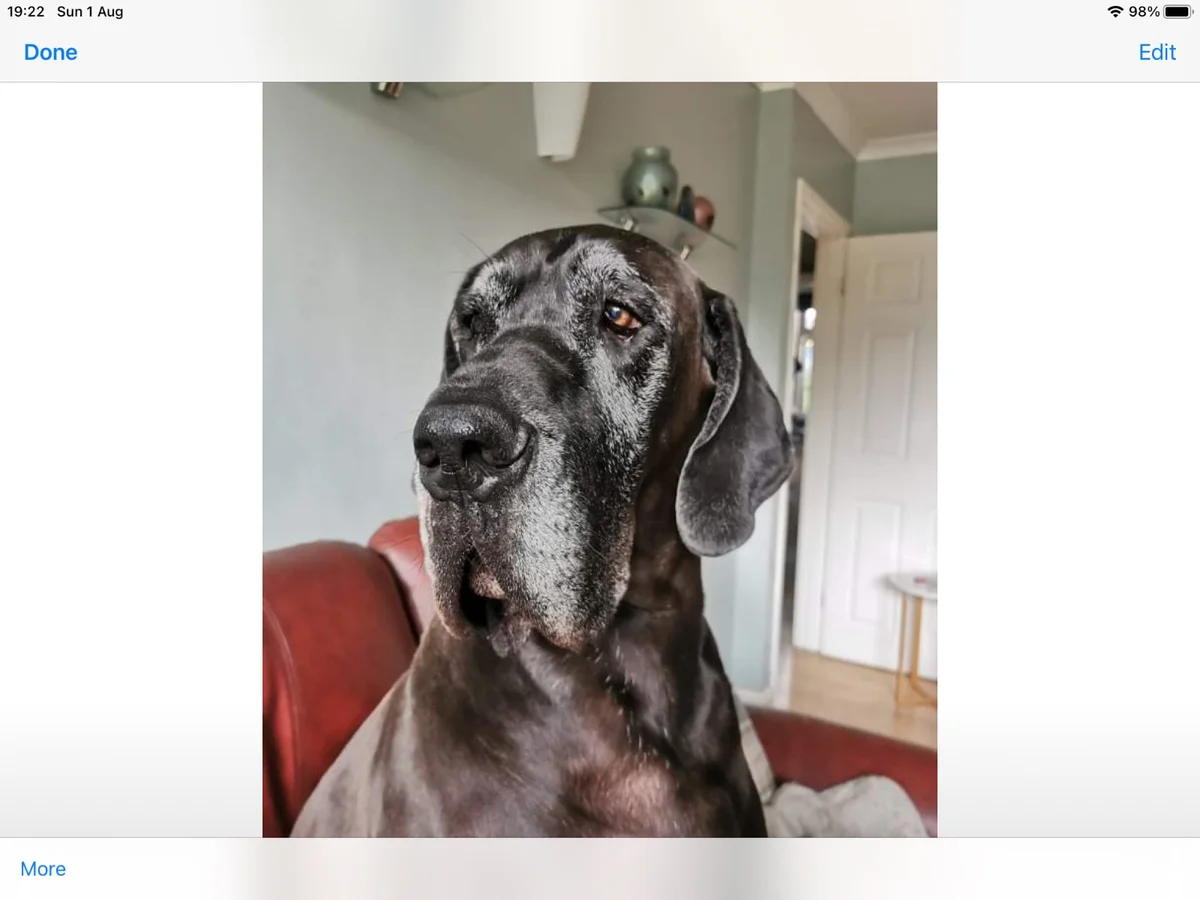 Tonk - Lindsay's pet